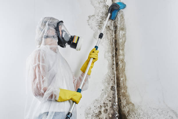 Best Industrial Mold Remediation in Eureka, MO