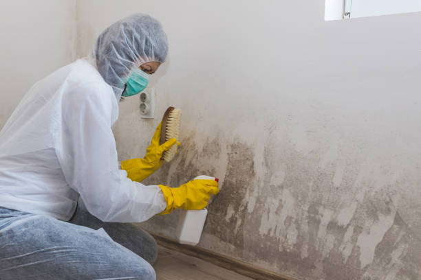 Best DIY Mold Remediation Support Services in Eureka, MO