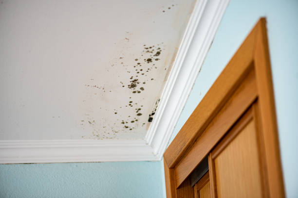 Best Attic Mold Remediation in Eureka, MO