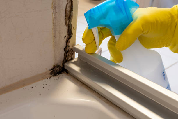 Best Basement Mold Remediation in Eureka, MO