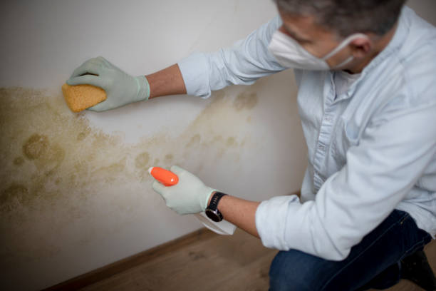 Best Kitchen Mold Remediation in Eureka, MO