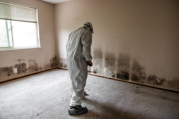Best Mold Remediation for Specific Building Types in Eureka, MO