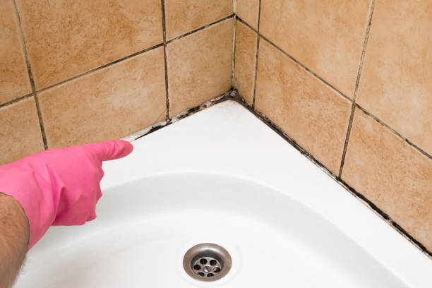 Best HVAC Mold Remediation in Eureka, MO